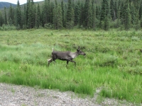 More caribou